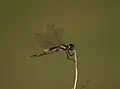 Tramea calverti mâle