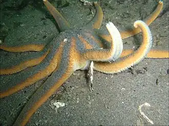 Solaster stimpsoni