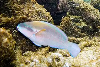 Scarus iseri