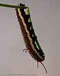 chenille