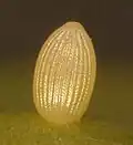 œuf