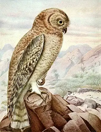 Strix butleri