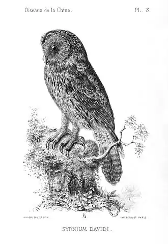 Strix davidi