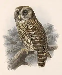 Strix fulvescens