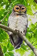 Strix seloputo