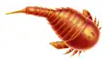 Strobilopterus proteus (Strobilopteridae)