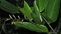 Inflorescence de Stromanthe tonckat