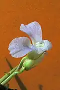 Fleur de Stromanthe tonckat