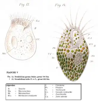 Strombidium turbo et Strombidium viride.