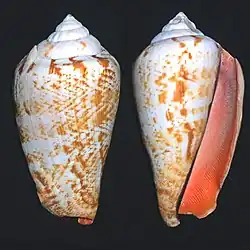 Strombus luhuanus Strombe bouche-rouge