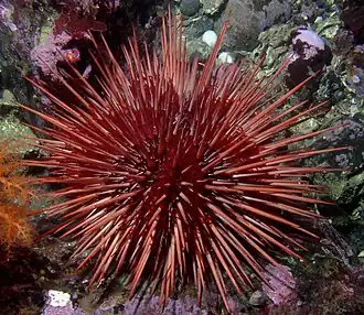Oursin rouge géant (Strongylocentrotus franciscanus).