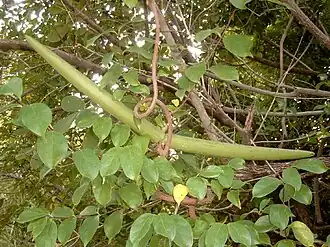 Description de l'image Strophanthus sarmentosus Bild1231.jpg.