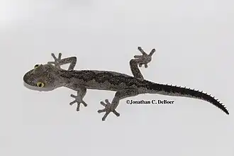 Description de l'image Strophurus spinigerus.jpg.
