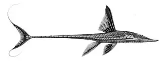 Description de l'image Sturisoma frenatum.jpg.