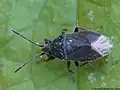 Stygnocoris rusticus, Lettonie.