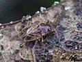 Stygnocoris sabulosus, Lettonie.