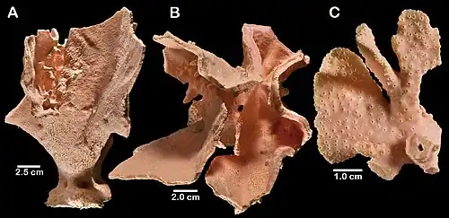Stylaster repandus.