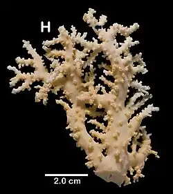 Stylaster trachystomus.