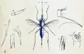 Stylogaster leonum