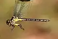 Stylurus amnicola.