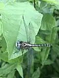 Stylurus olivaceus.
