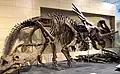 Squelette de Styracosaurus albertensis au Musée canadien de la nature.