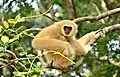 Gibbon à mains blanches
