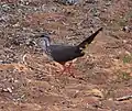 Le Mésite monias un oiseau endémique de la région.