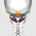Position des muscles sous-occipitaux
