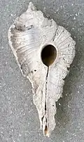 Subpterynotus textilis (fossile).