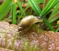 S. putris.