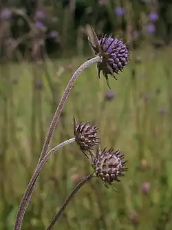 Succisa pratensis.