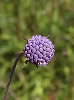 Succisa pratensis.