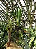 Détail de la serre no&nbsp;16 des succulentes et des cactus avec des cactus-cierges