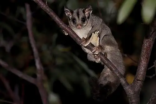 Petaurus breviceps (Petauridae)