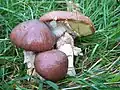Cuticule viscidule(Suillus luteus)