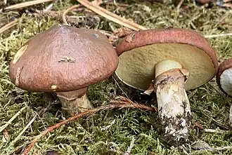 Le Bolet jaune (Suillus luteus)