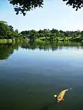 Une grosse carpe dans le parc.