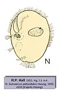 Sulcoarcus pellucidulus