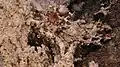 Corail poussant sur des roches de cheminée carbonatées.