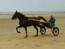 Sulky à Utah-Beach.