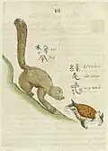 Un écureuil (松鼠) et une tortue (绿毛龟)
