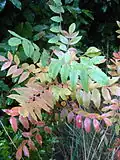 Feuillage en partie aux couleurs d'automne