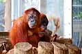 Un orang-outan.