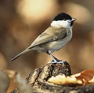Petit oiseau posé sur une souche dans un sous-bois, vu de profil. Il est assez rondouillard, couleur crème avec le dessus marron et une calotte noire.