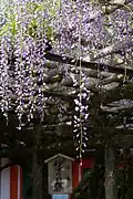 Sunazuri-no-fuji, la fleur de glycine célèbre.