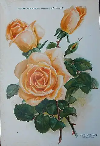 'Sunburst', 1911