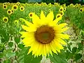 Tournesols en Ardèche.