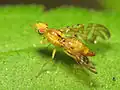 Strauzia longipennis.