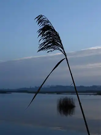 Żółtańce